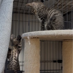 人間にベッタリなキジ兄弟　ご家族が決まりました − 大分県