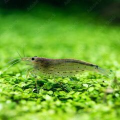 ミナミヌマエビ10匹