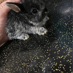 黒うさちゃん‪- ̗̀ ꪔ̤̥ꪔ̤̮ꪔ̤̫  ̖́-‬