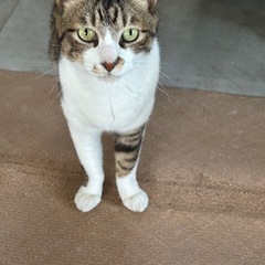 さくら耳のキジトラ白