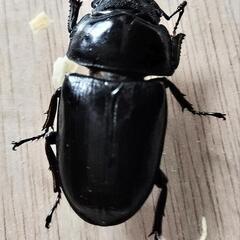 【大型血統　良血統　マツノ系　オオクワガタ　久留米産】【郵送可】　７０ミリ　✕　４８ミリ　ペアの画像