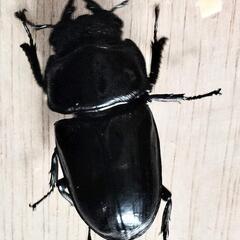 【大型血統　良血統　マツノ系　オオクワガタ　久留米産】【郵送可】　７０ミリ　✕　４８ミリ　ペアの画像