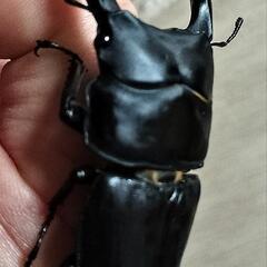 【大型血統　良血統　マツノ系　オオクワガタ　久留米産】【郵送可】　７０ミリ　✕　４８ミリ　ペアの画像