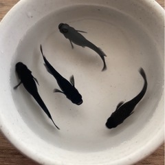 めだか オロチ 稚魚 20匹 【メダカ・めだか・オロチ・紅帝・深...