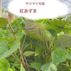 さつまいも苗　紅あずま 30本