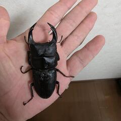 久留米産オオクワガタペア♂83.5㍉♀フリーサイズ