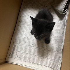 黒猫　里親募集　生後1ヶ月未満 - 日立市