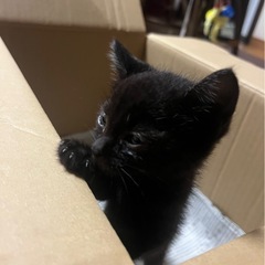黒猫　里親募集　生後1ヶ月未満