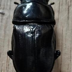 【大型血統　良血統　マツノ系　オオクワガタ　久留米産】【郵送可】　６８ミリ　✕　４６ミリ　ペアの画像