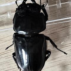 【大型血統　良血統　マツノ系　オオクワガタ　久留米産】【郵送可】　６８ミリ　✕　４６ミリ　ペアの画像