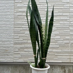 大きいサンスベリア 観葉植物 