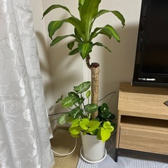 お買い得‼️値下げしました❗️観葉植物寄せ植え🪴