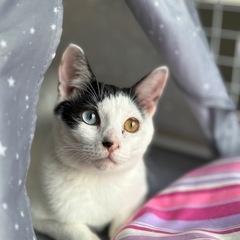 オッドアイの猫さん