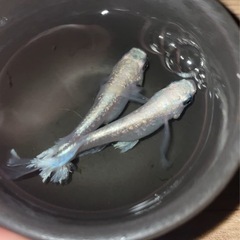 めだか バクシャイナー（推定） 稚魚 20匹 【めだか・メダカ・...