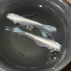 めだか バクシャイナー（推定） 稚魚 20匹 【めだか・メダカ・幹之・オロチ・楊貴妃・紅帝・深海・ラメ・体外光・RLF】の画像