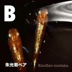 メダカ B朱光菊（しゅこうぎく）1ペア➕卵10個