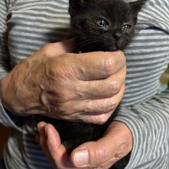 黒猫　里親募集　生後1ヶ月未満 - 猫