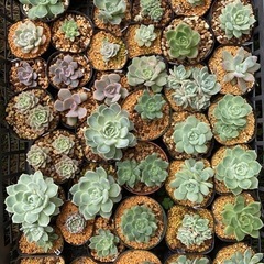 多肉植物の画像