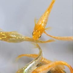 ②【新種レア⚡🥈⠀】サンダーボルト(仮) メダカ 針子👶🏻 8匹  めだか ラメ 銀 イエロー オレンジ🧡 シルバー の画像