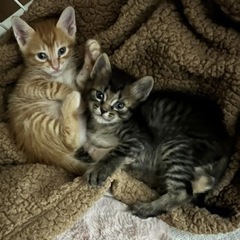 子猫ちゃんの里親募集　兄弟2匹飼い希望です。