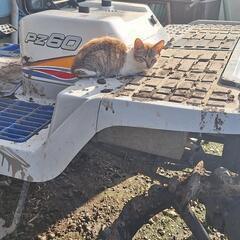 里親募集中
