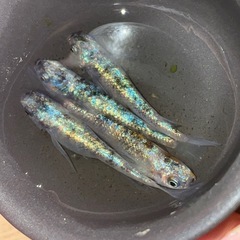 極上　めだか 三色ヒミツヘイキ 稚魚 10匹【めだか・メダカ・オ...