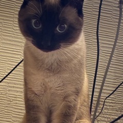 2歳のオスの里親様を募集します。