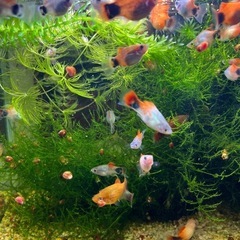 熱帯魚　
ミッキーマウスプラティ　10匹の画像