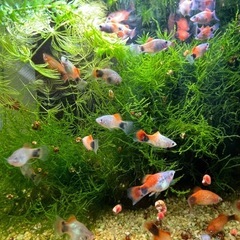熱帯魚　
ミッキーマウスプラティ　10匹