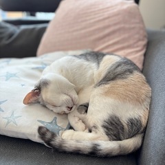綺麗なパステル三毛 − 大分県