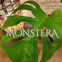 ❇️魅力たっぷり✨観葉植物【モンステラ】