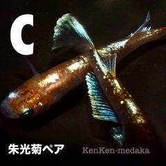 メダカ C朱光菊（しゅこうぎく）1ペア➕卵10個