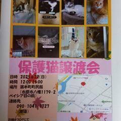 人馴れしたニャンズ「保護猫譲渡会」のご案内