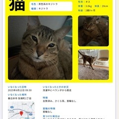 猫探してます