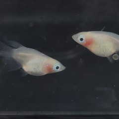(メダカ)紅ほっぺダルマの卵15＋α
