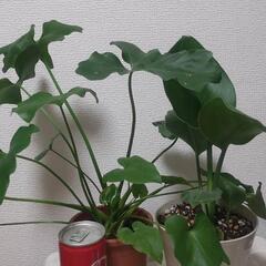 セロームとストレリチア 観葉植物
