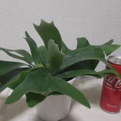 ビカクシダ  アルキコルネ コウモリラン 観葉植物