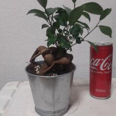 ガジュマル オシャレ鉢 観葉植物