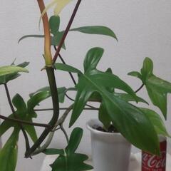 フィロデンドロン  フロリダ②