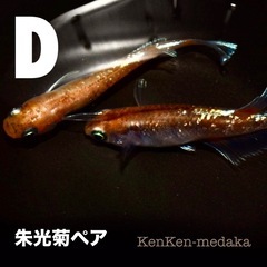 メダカ D朱光菊（しゅこうぎく）1ペア➕卵10個