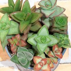 多肉植物　星形寄せ植え