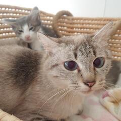 保護猫　親子