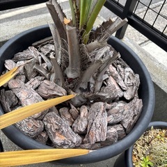 ココスヤシの画像
