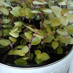 観葉植物