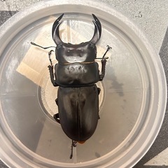 国産オオクワガタ　オスのみ赤目個体　♂♀ペア　　