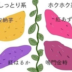さつまいも苗 金時 30本　　　　の画像