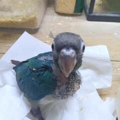 ウロコインコ　6／12入荷