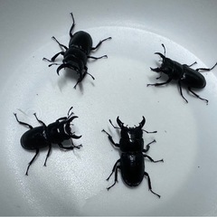 自然採取ヒラタクワガタ小さいサイズ4匹＋おまけ♀1