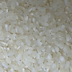 米農家直送　令和6年産　富山県産こしひかり1.4kg 2025/...