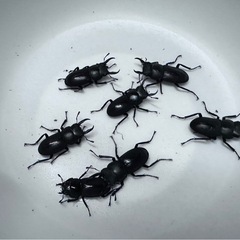 自然採取 コクワガタ小さいサイズ6匹＋メス1 